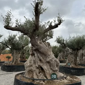 Olive tree 1401 delta trees