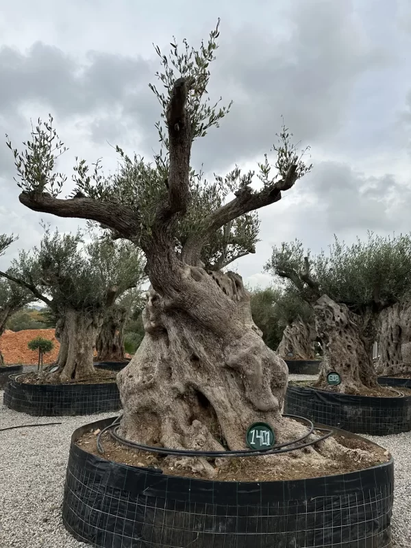 Olive tree 1401 delta trees