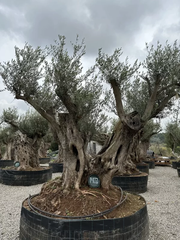 Olive tree 1403 delta trees