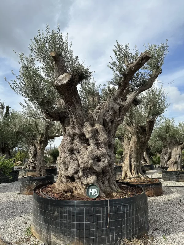 Olive tree 1405 delta trees