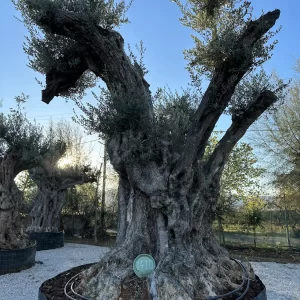 Olive tree 1410 delta trees