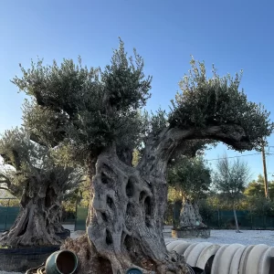 Olive tree 1411 delta trees