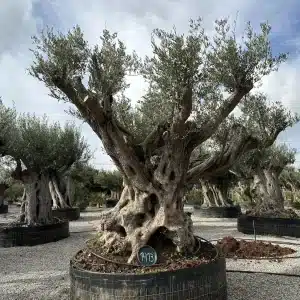 Olive tree 1413 delta trees