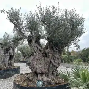 Olive tree 1414 delta trees