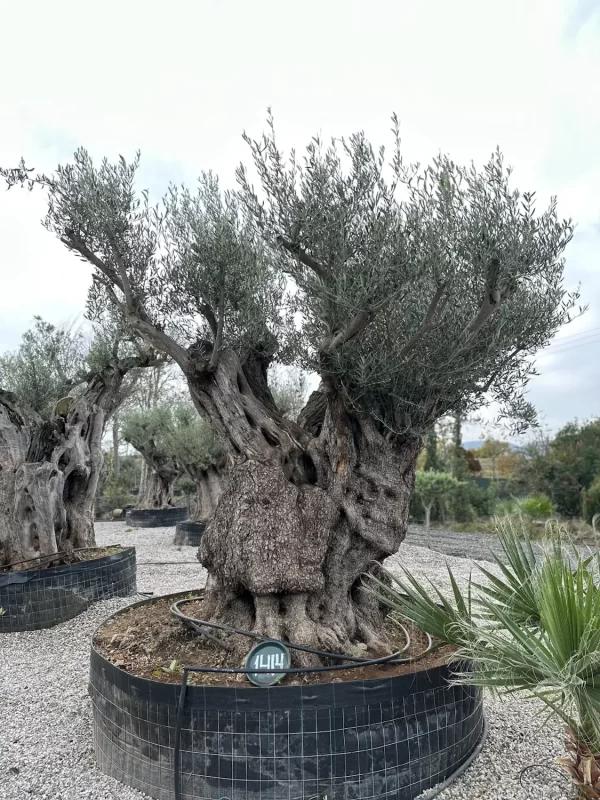 Olive tree 1414 delta trees