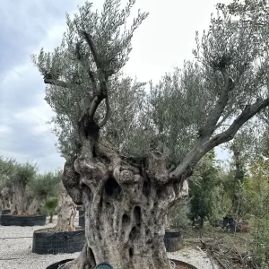 Olive tree 1415 delta trees