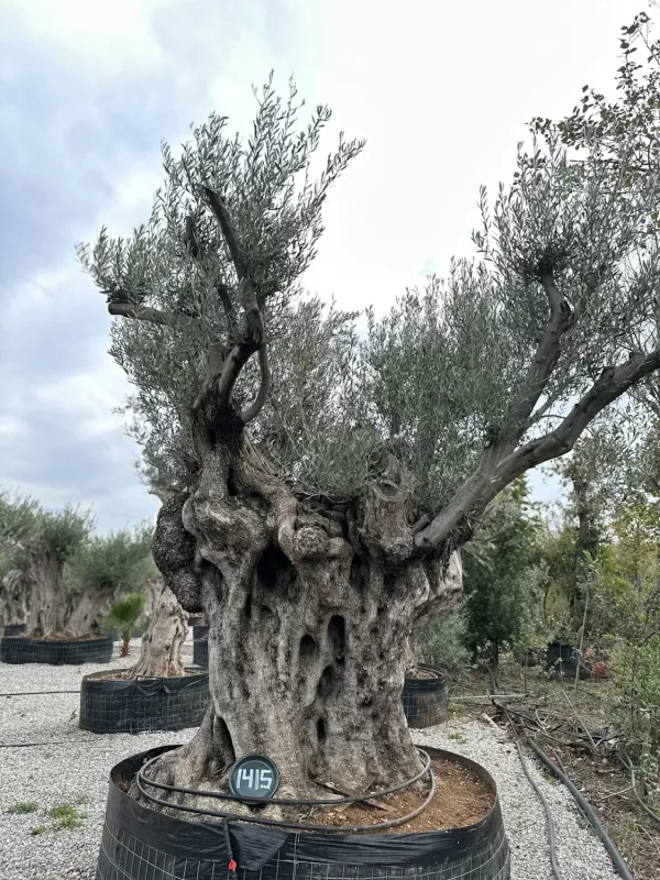 Olive tree 1415 delta trees