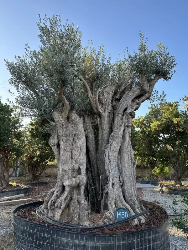 Olive tree 1430 delta trees