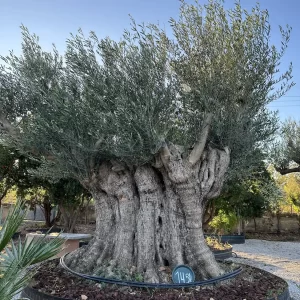 Olive tree 1451 delta trees
