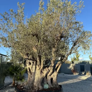 Olive tree 1461 delta trees