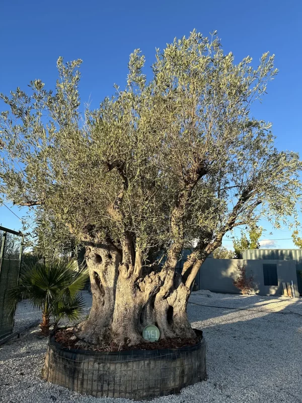 Olive tree 1461 delta trees