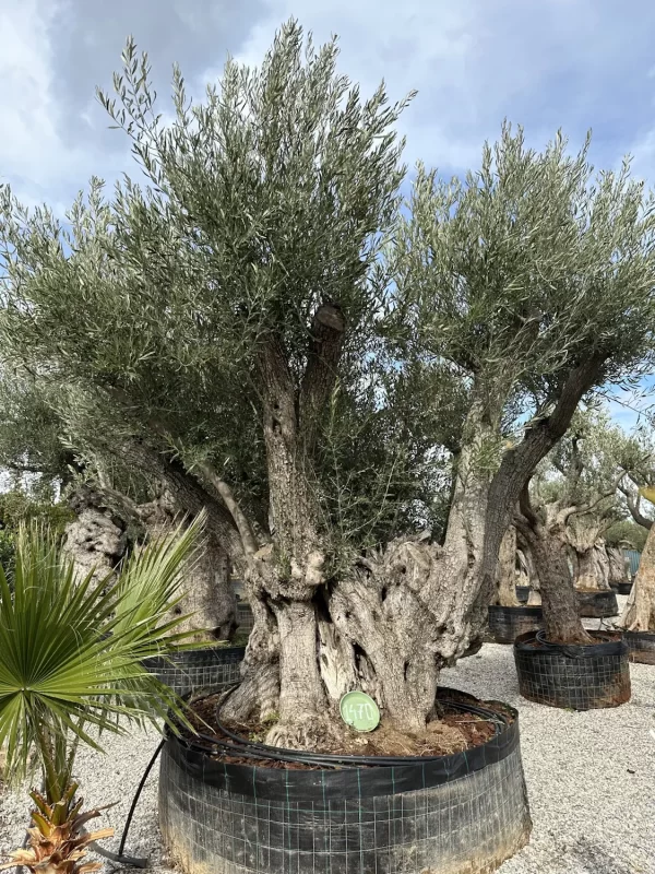 Olive tree 1470 delta trees