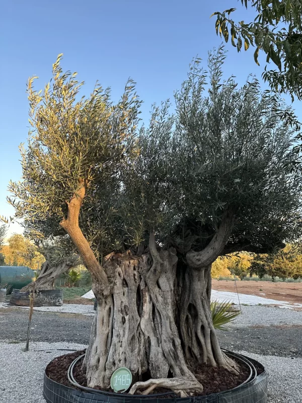 Olive tree 1485 delta trees