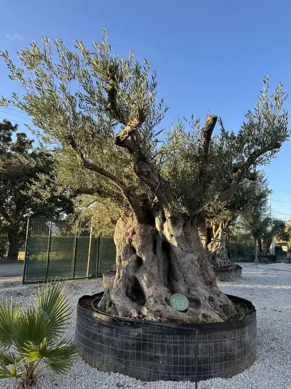 Olive tree 1490 delta trees