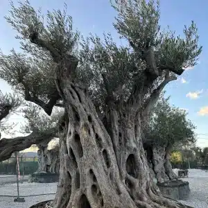 Olive tree 1501 delta trees