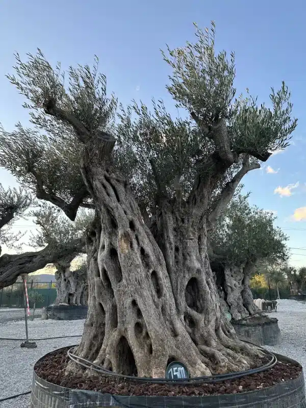 Olive tree 1501 delta trees