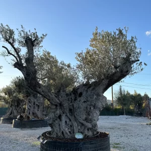 Olive tree 1502 delta trees