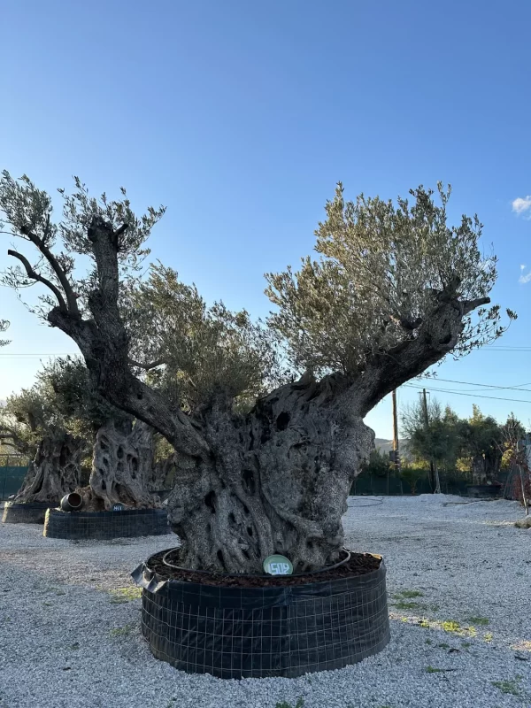 Olive tree 1502 delta trees