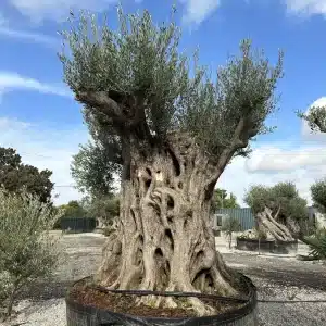 Olive tree 1520 delta trees