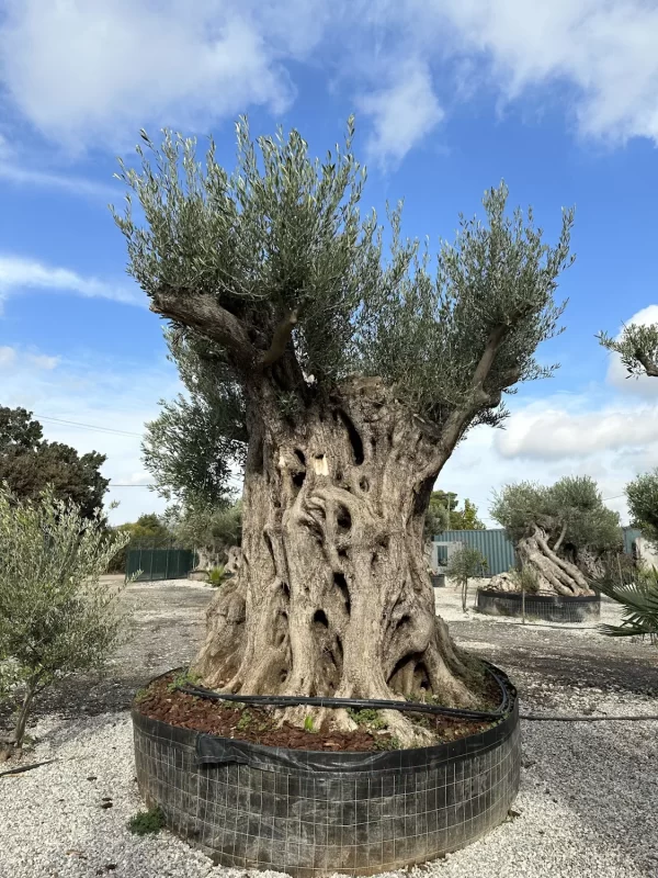 Olive tree 1520 delta trees