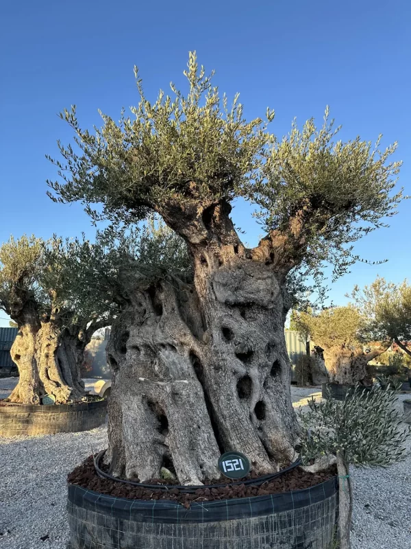 Olive tree 1521 delta trees
