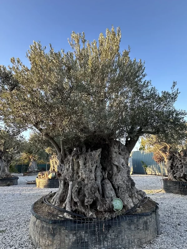 Olive tree 1540 delta trees