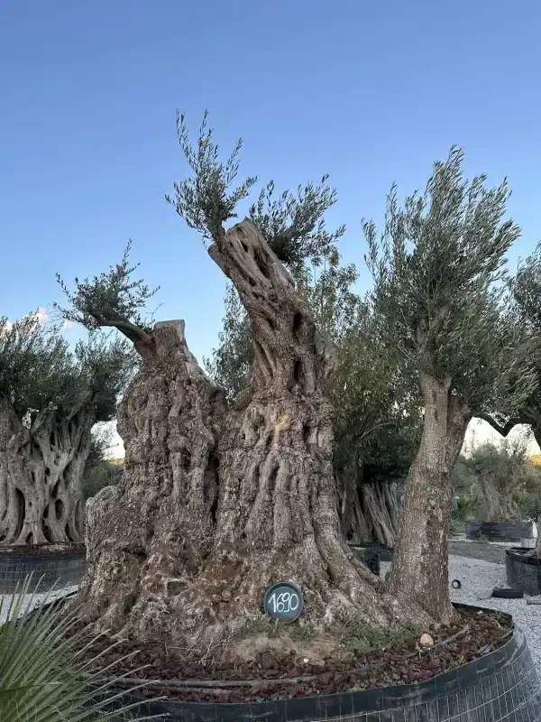 Olive tree 1690 delta trees