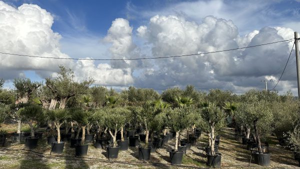 elies se glastra delta trees