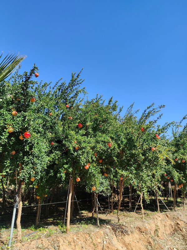 Punica granatum (Pomegranate) rodia delta trees