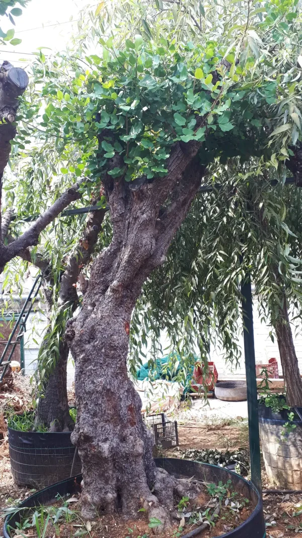 ceratonia siliqua xaroupia delta trees