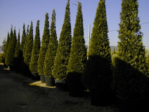 Cypressus Sempervirens delta trees