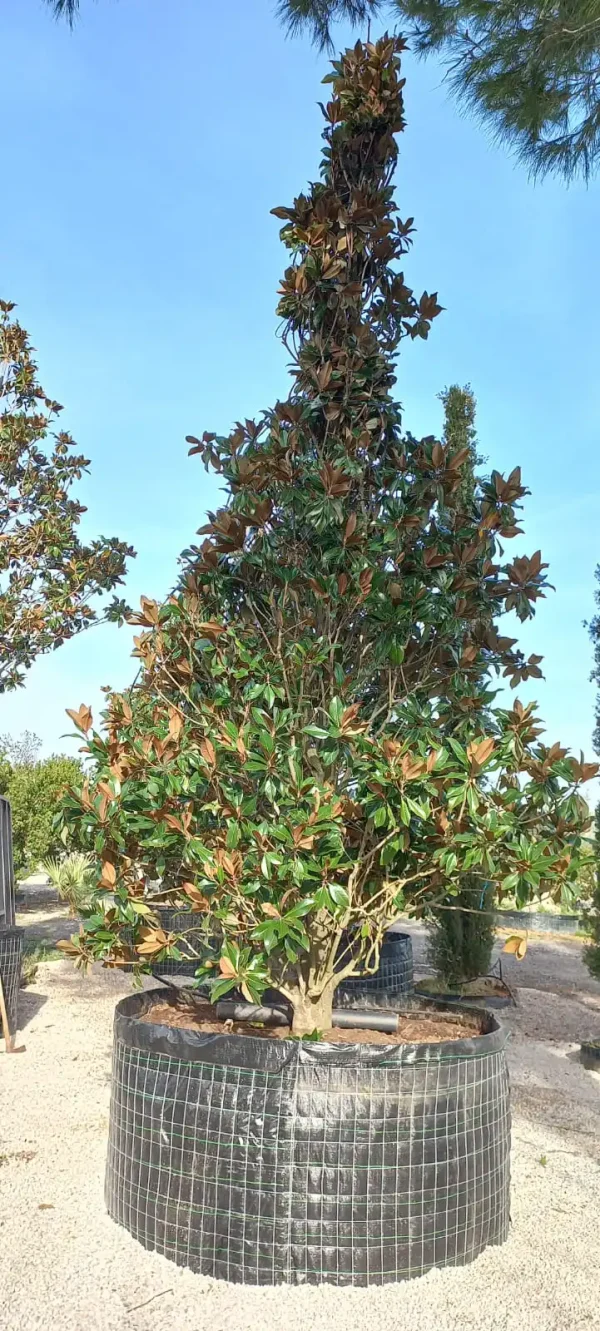 magnolia grandiflora delta trees