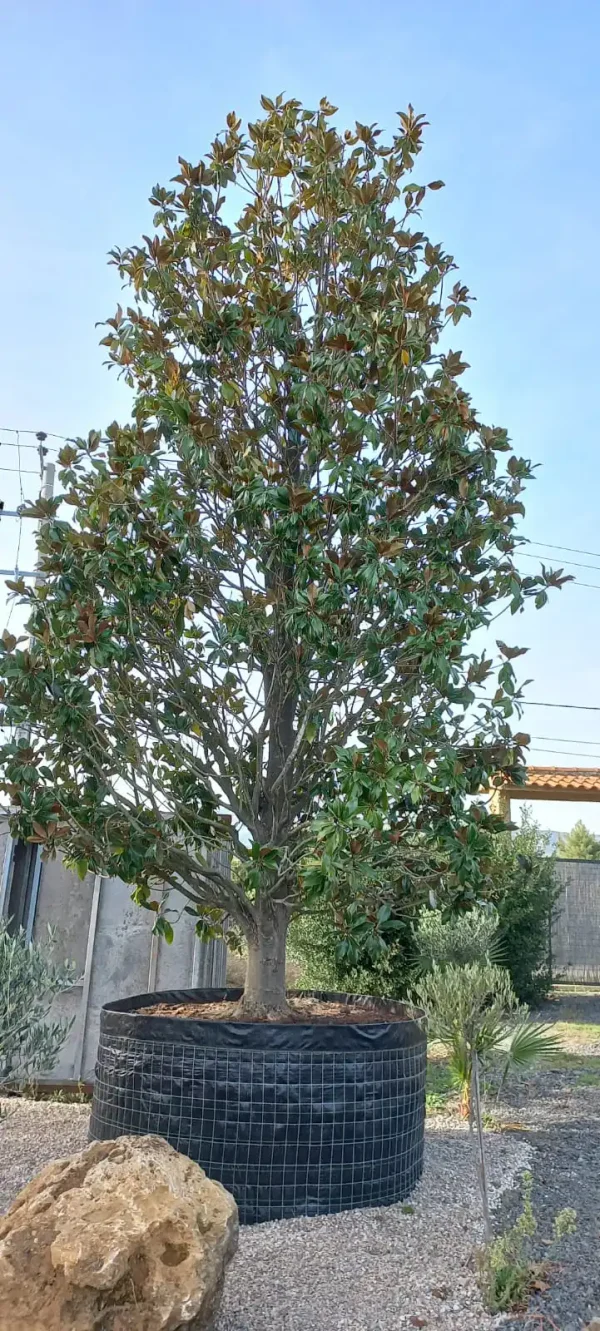 magnolia grandiflora delta trees