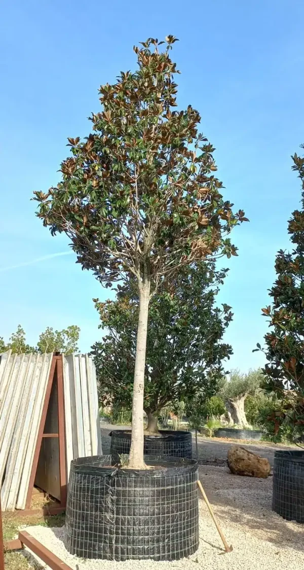 magnolia grandiflora tree delta trees