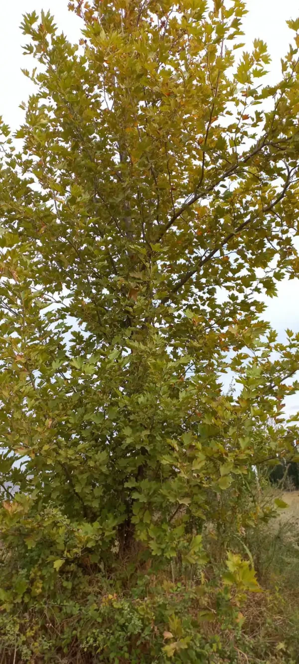 platanus delta trees
