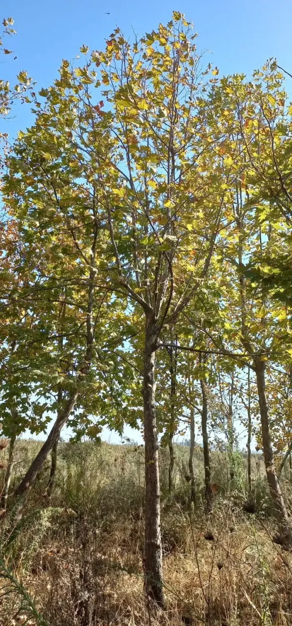 platanos delta trees