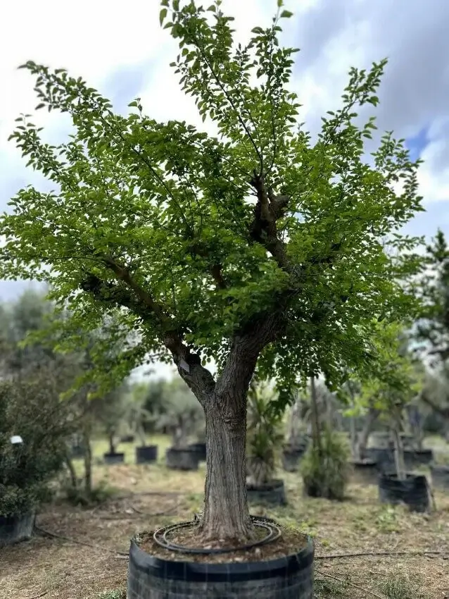 mouria-mulberry-morus-fytoria delta trees