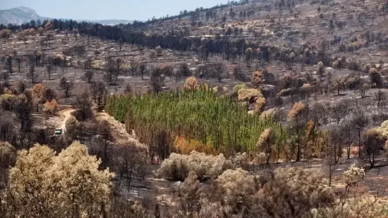 δέντρα με αντοχή στη φωτιά delta trees